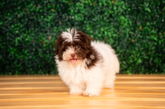Best Havanese Baby