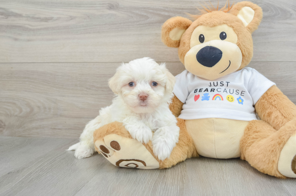 6 week old Havanese Puppy For Sale - Puppy Love PR