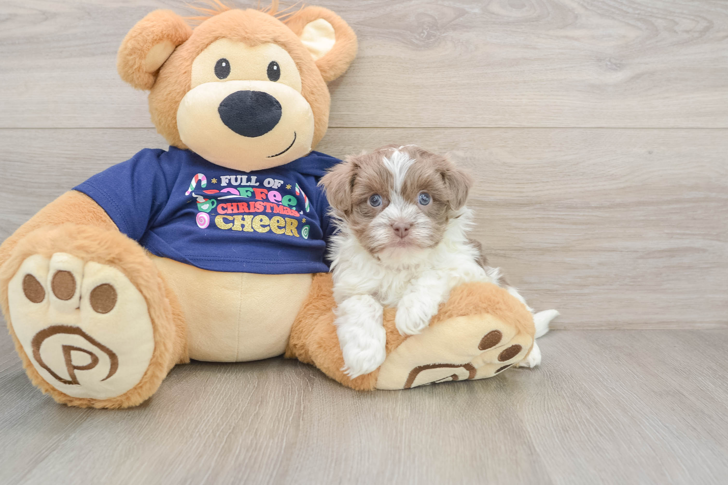 Havanese Pup Being Cute
