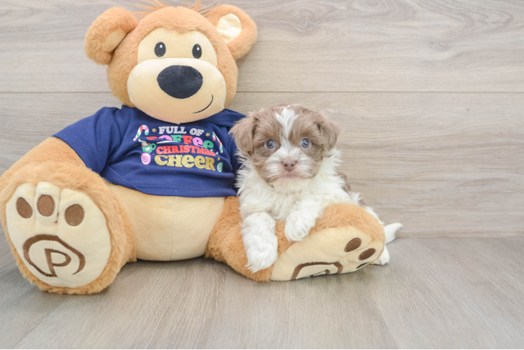 Havanese Pup Being Cute