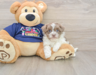 6 week old Havanese Puppy For Sale - Puppy Love PR