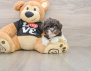 7 week old Havanese Puppy For Sale - Puppy Love PR