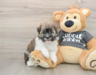 6 week old Havanese Puppy For Sale - Puppy Love PR
