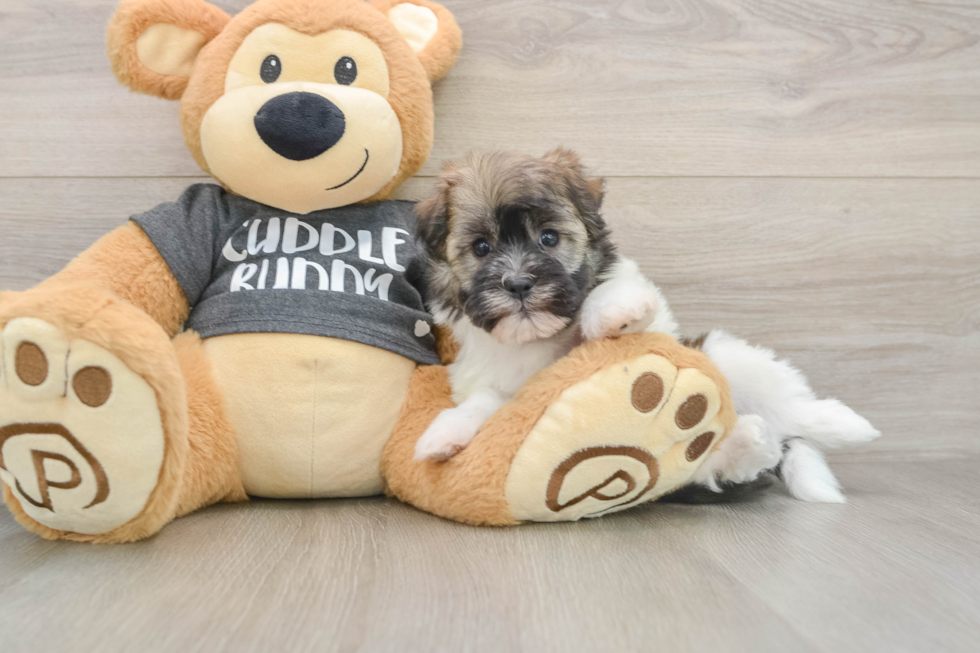 Popular Havanese Purebred Pup