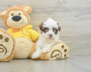 7 week old Havanese Puppy For Sale - Puppy Love PR