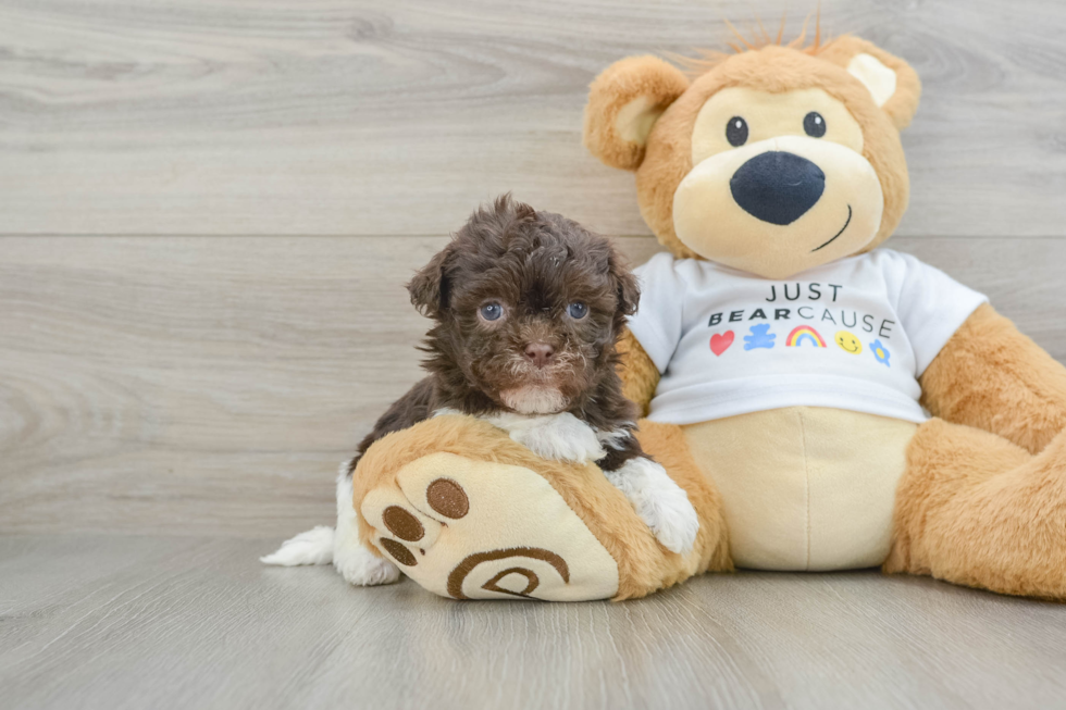 Popular Havanese Purebred Pup