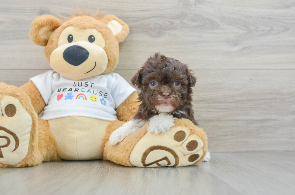 6 week old Havanese Puppy For Sale - Puppy Love PR