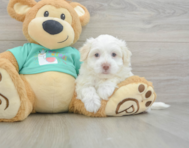 7 week old Havanese Puppy For Sale - Puppy Love PR