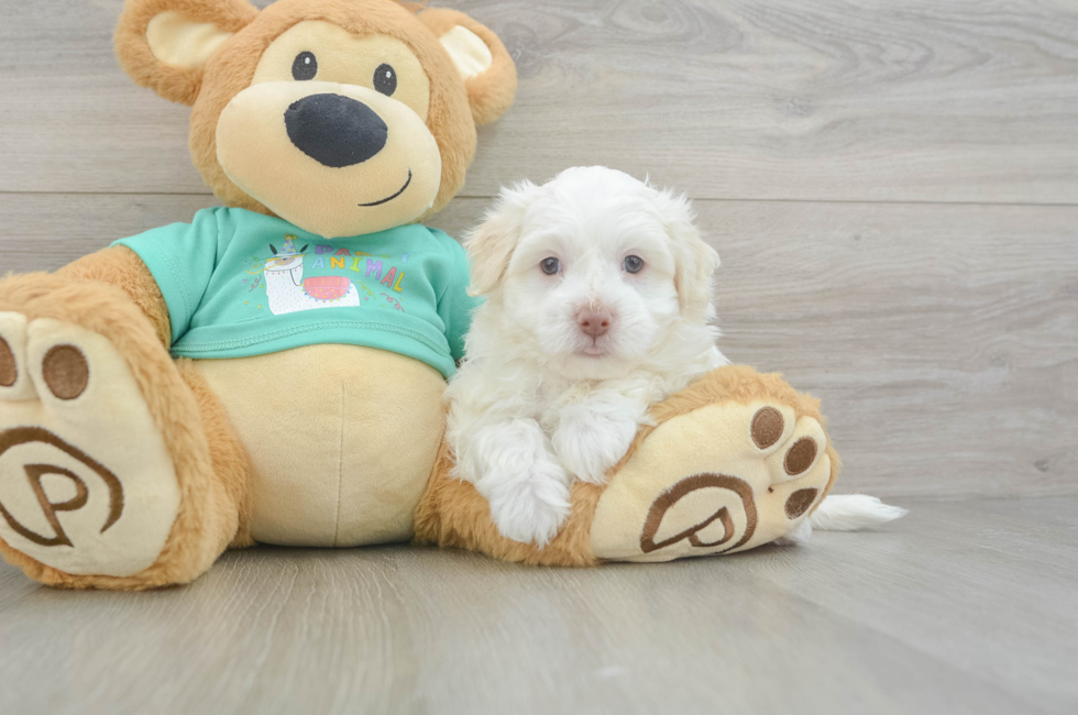 5 week old Havanese Puppy For Sale - Puppy Love PR
