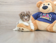 6 week old Havanese Puppy For Sale - Puppy Love PR