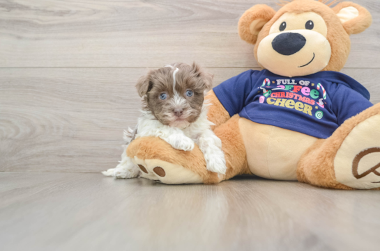 Friendly Havanese Baby