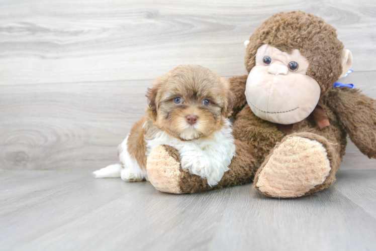 Meet Dewey - our Havanese Puppy Photo 1/3 - Puppy Love PR Cute Havanese Purebred Puppy