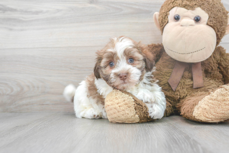 Meet Dewey - our Havanese Puppy Photo 1/3 - Puppy Love PR Best Havanese Baby