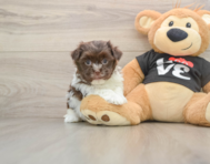 7 week old Havanese Puppy For Sale - Puppy Love PR