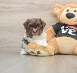 6 week old Havanese Puppy For Sale - Puppy Love PR