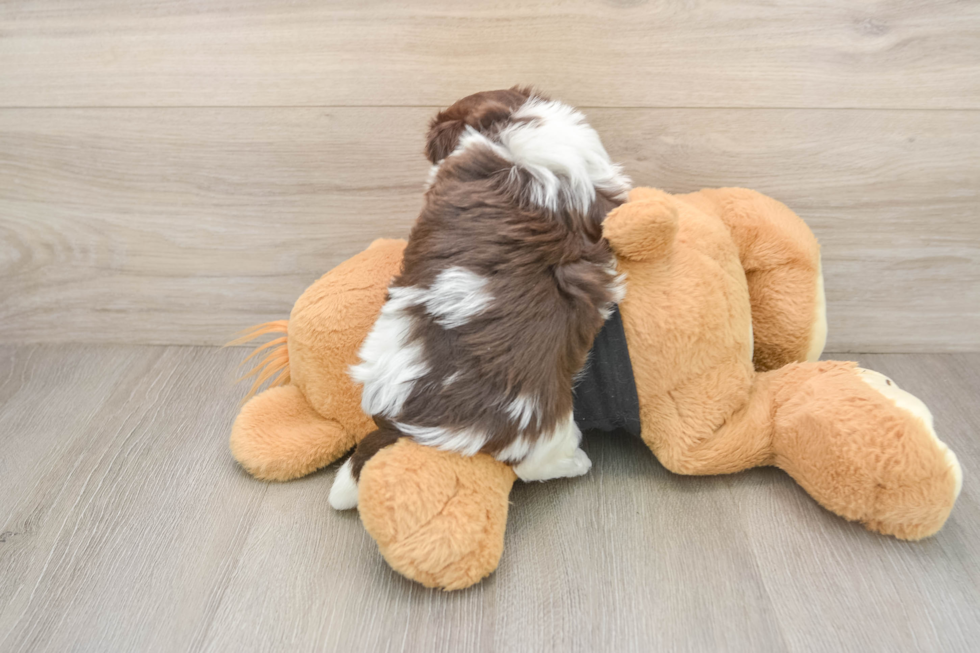 Havanese Puppy for Adoption