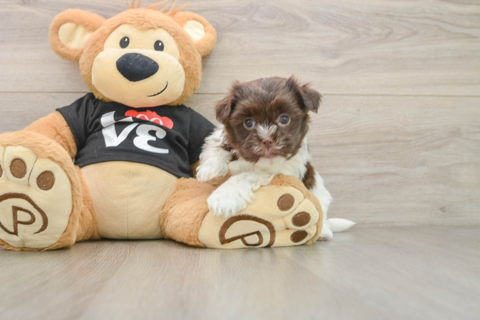 Happy Havanezer Purebred Puppy