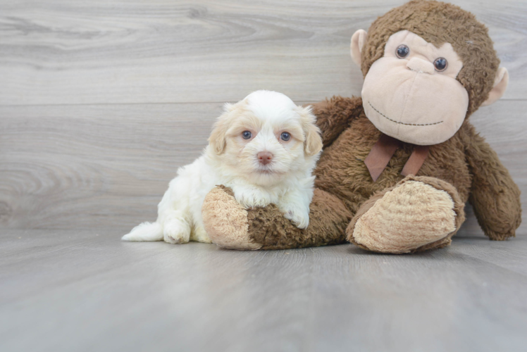 Cute Havanese Baby