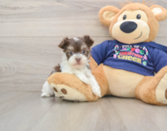 6 week old Havanese Puppy For Sale - Puppy Love PR