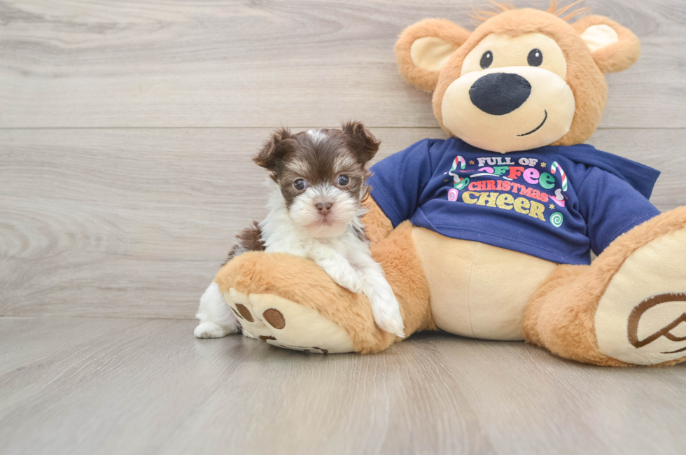 5 week old Havanese Puppy For Sale - Puppy Love PR