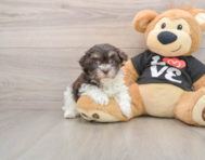 7 week old Havanese Puppy For Sale - Puppy Love PR