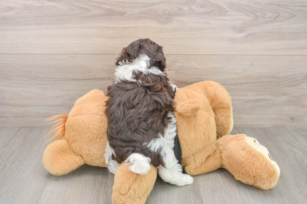 Havanese Pup Being Cute