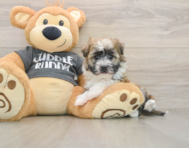 6 week old Havanese Puppy For Sale - Puppy Love PR