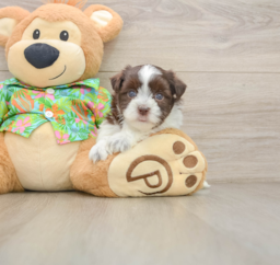 5 week old Havanese Puppy For Sale - Puppy Love PR