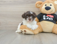 6 week old Havanese Puppy For Sale - Puppy Love PR