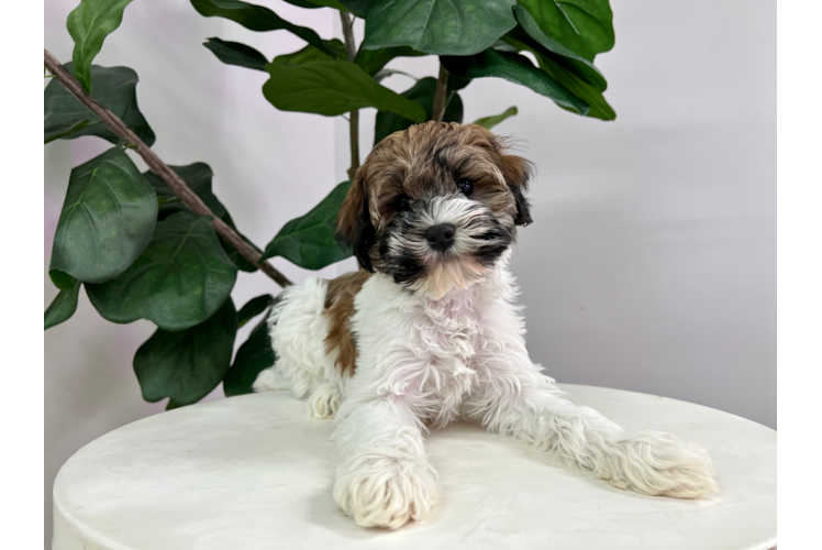 Meet Eduardo - our Havanese Puppy Photo 1/4 - Puppy Love PR Cute Havanese Purebred Pup