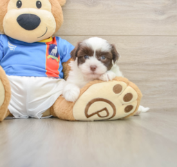 6 week old Havanese Puppy For Sale - Puppy Love PR