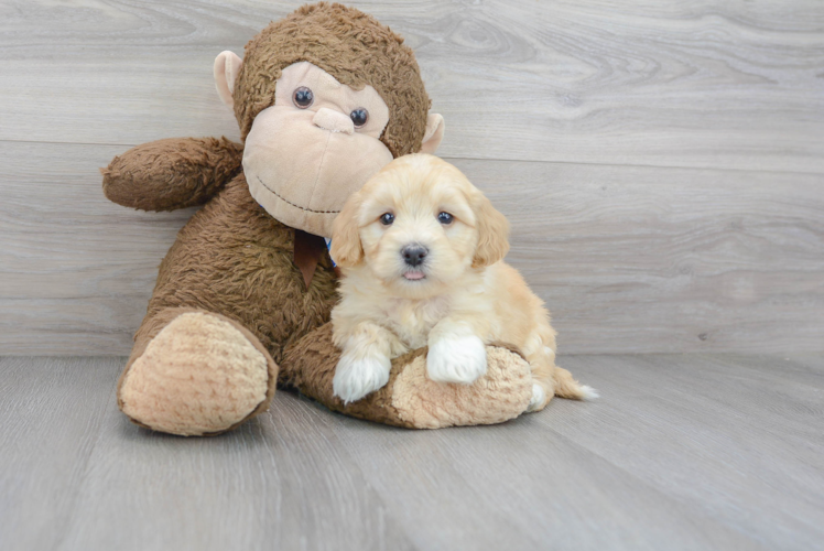Meet Eduardo - our Havanese Puppy Photo 1/3 - Puppy Love PR Havanese Puppy for Adoption
