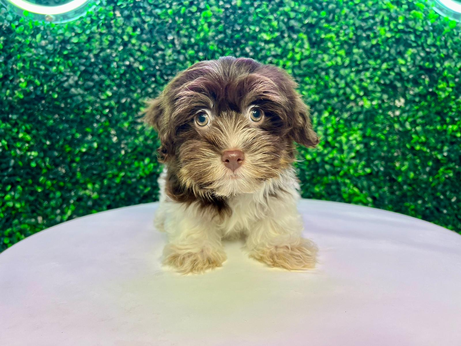 Best Havanese Baby