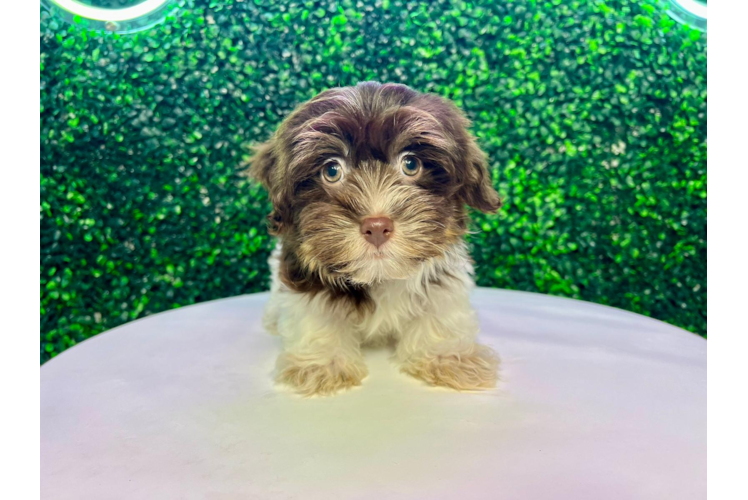 Best Havanese Baby