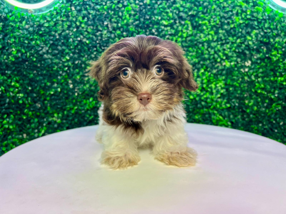 Best Havanese Baby