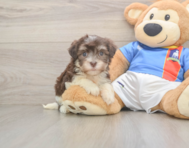 8 week old Havanese Puppy For Sale - Puppy Love PR