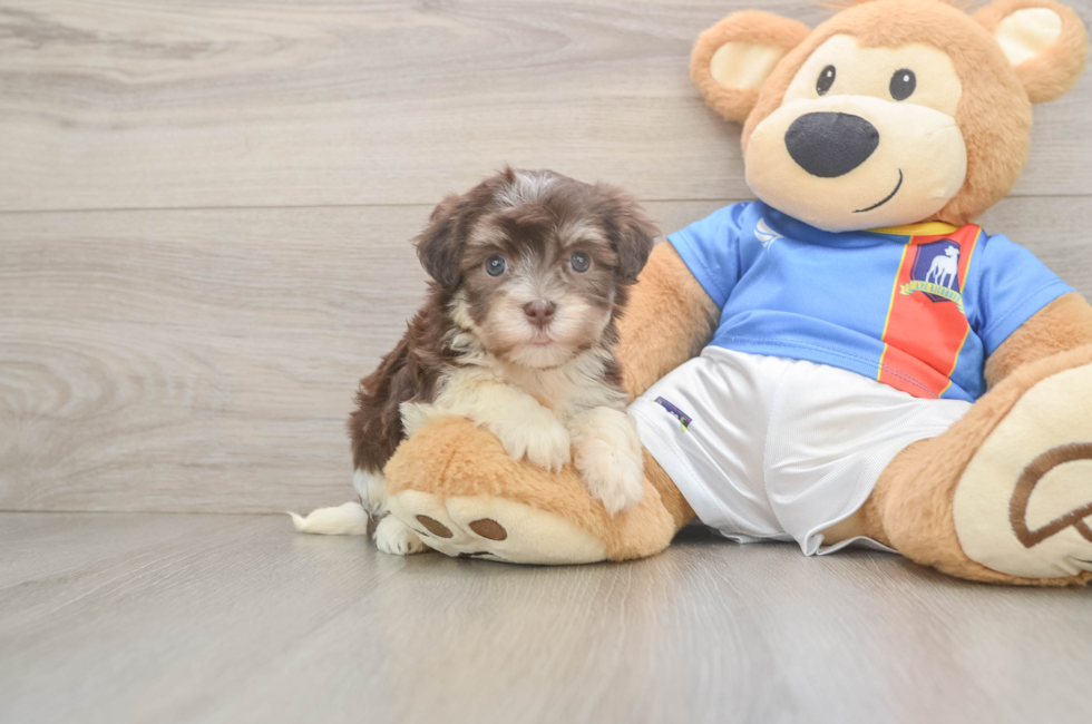 5 week old Havanese Puppy For Sale - Puppy Love PR