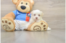 Best Havanese Baby