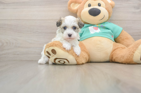 ELODIE, a Havanese littermate