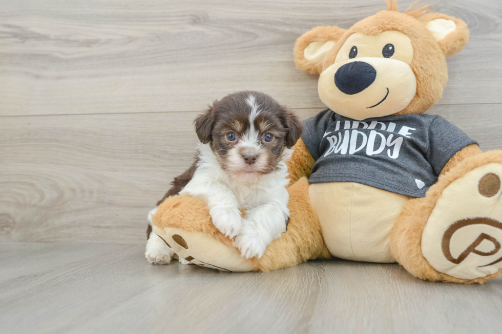 Friendly Havanese Baby