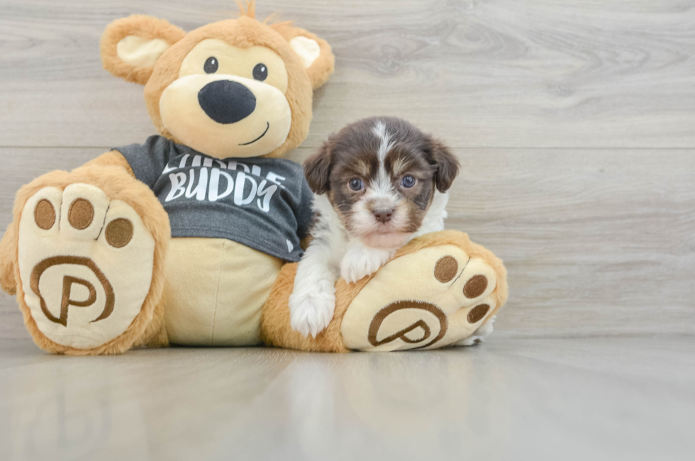 6 week old Havanese Puppy For Sale - Puppy Love PR