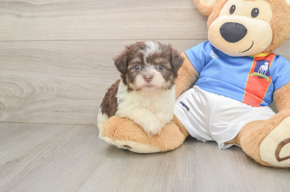 5 week old Havanese Puppy For Sale - Puppy Love PR