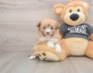 5 week old Havanese Puppy For Sale - Puppy Love PR