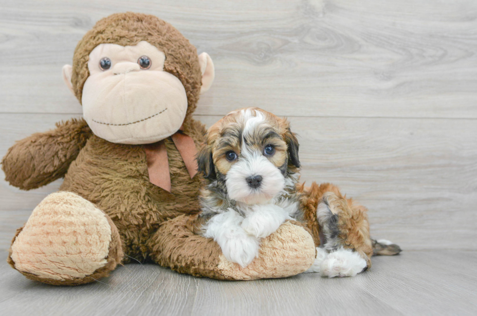 7 week old Havanese Puppy For Sale - Puppy Love PR