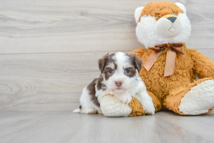 Friendly Havanese Baby