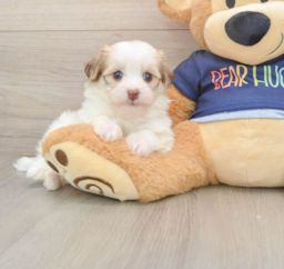 5 week old Havanese Puppy For Sale - Puppy Love PR