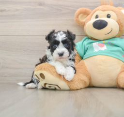 5 week old Havanese Puppy For Sale - Puppy Love PR