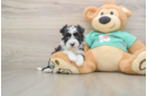 Playful Havanese Purebred Pup