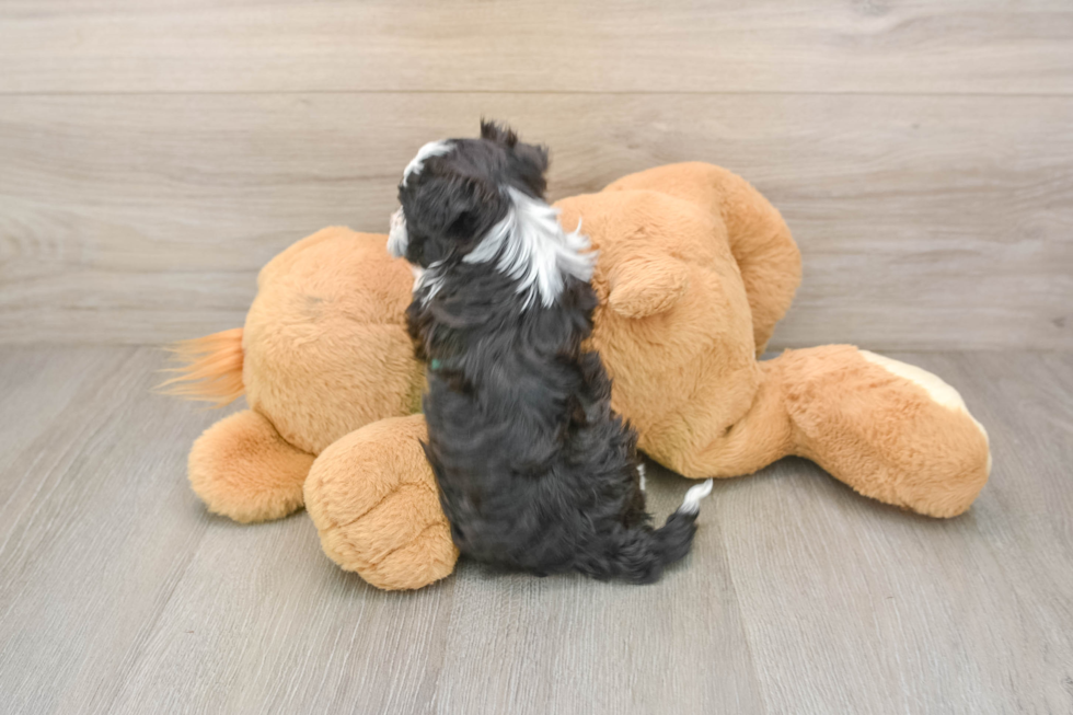Playful Havanese Baby