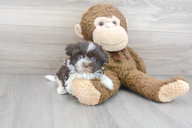 Havanese Pup Being Cute